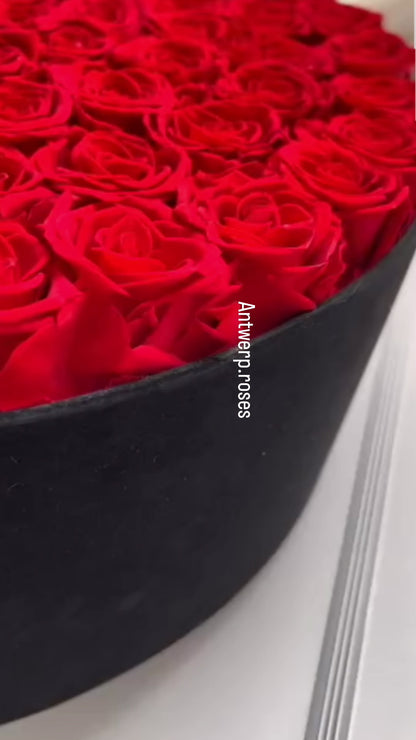 Eternal Velvet Rose Box – 99 Roses🌹